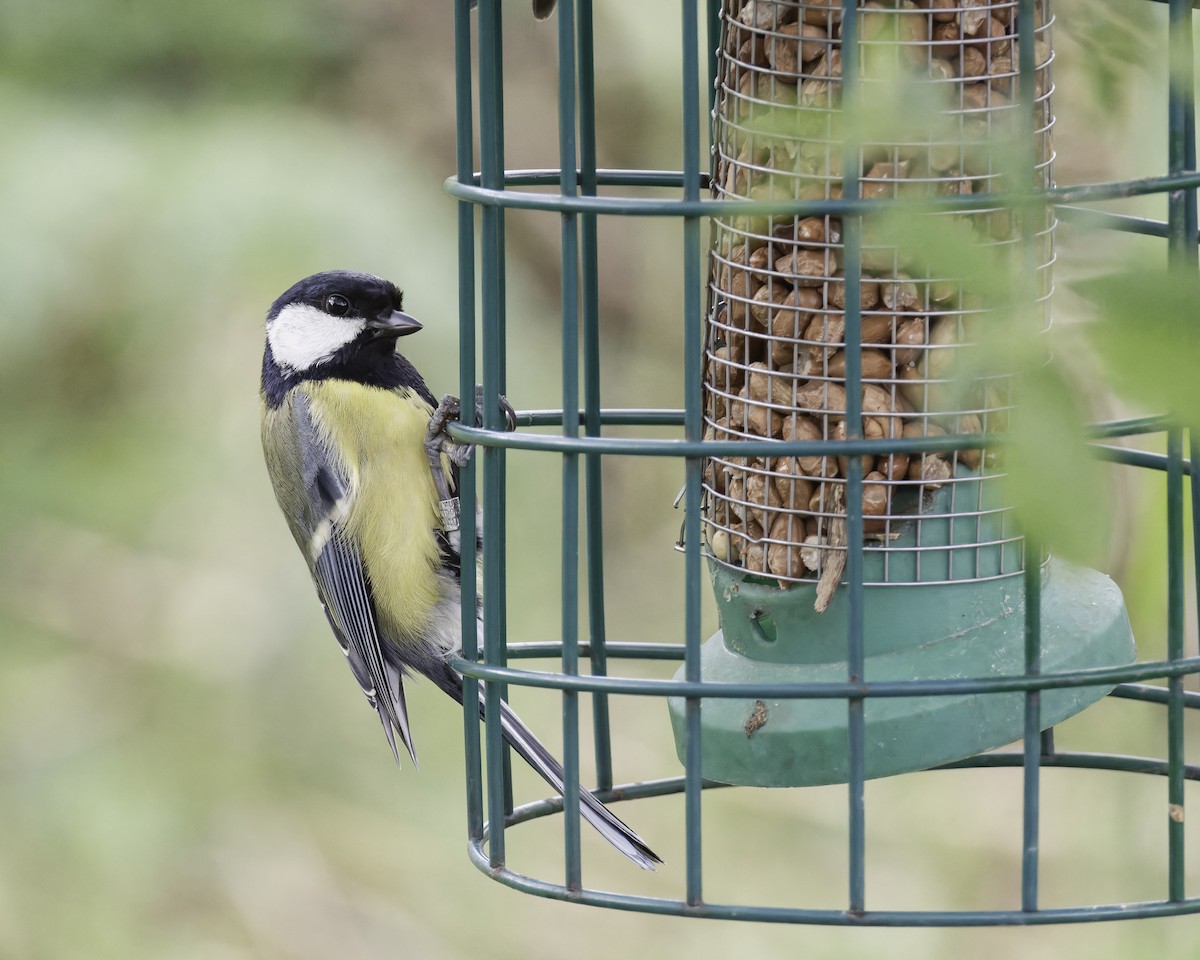 Mésange charbonnière - ML623347011