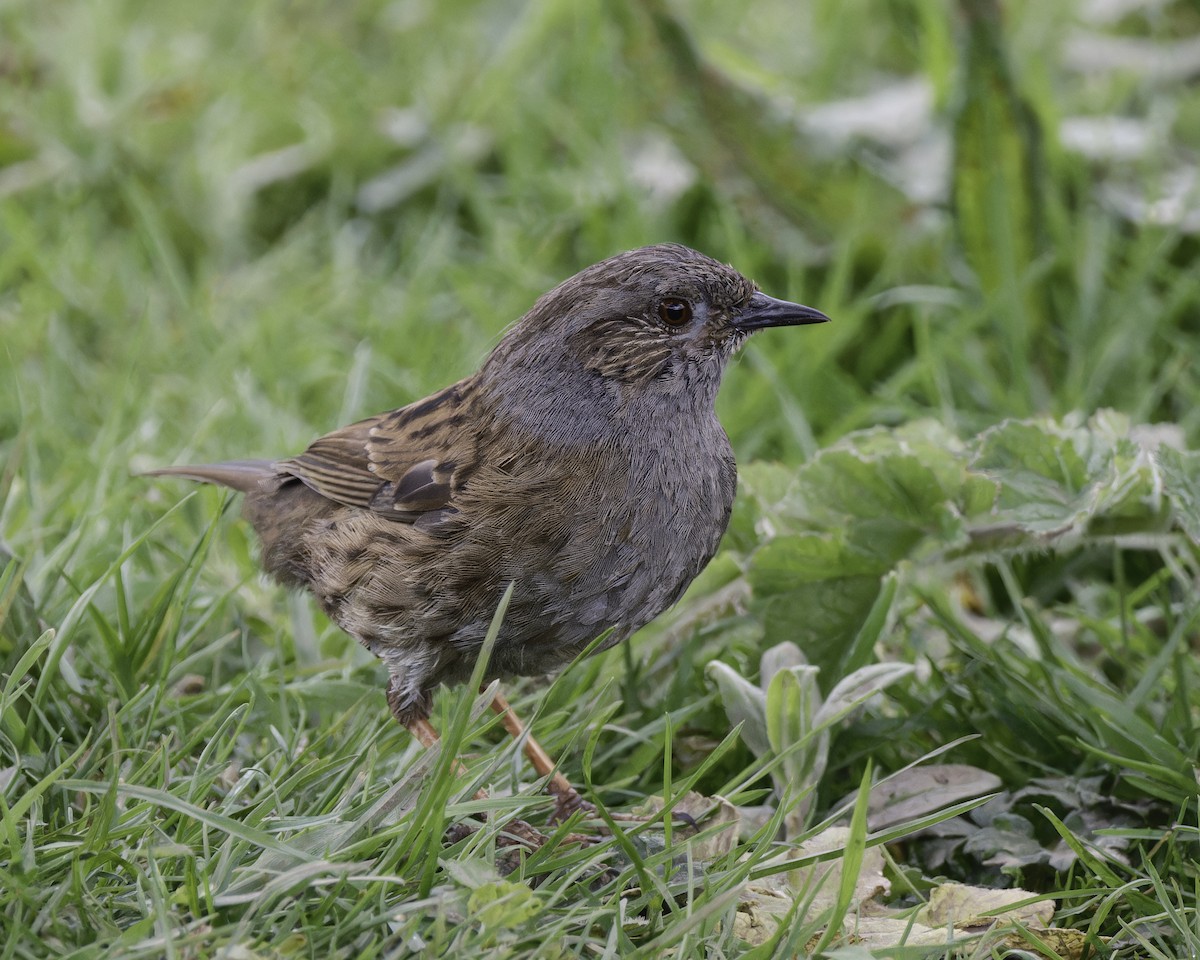 Dunnock - ML623347029