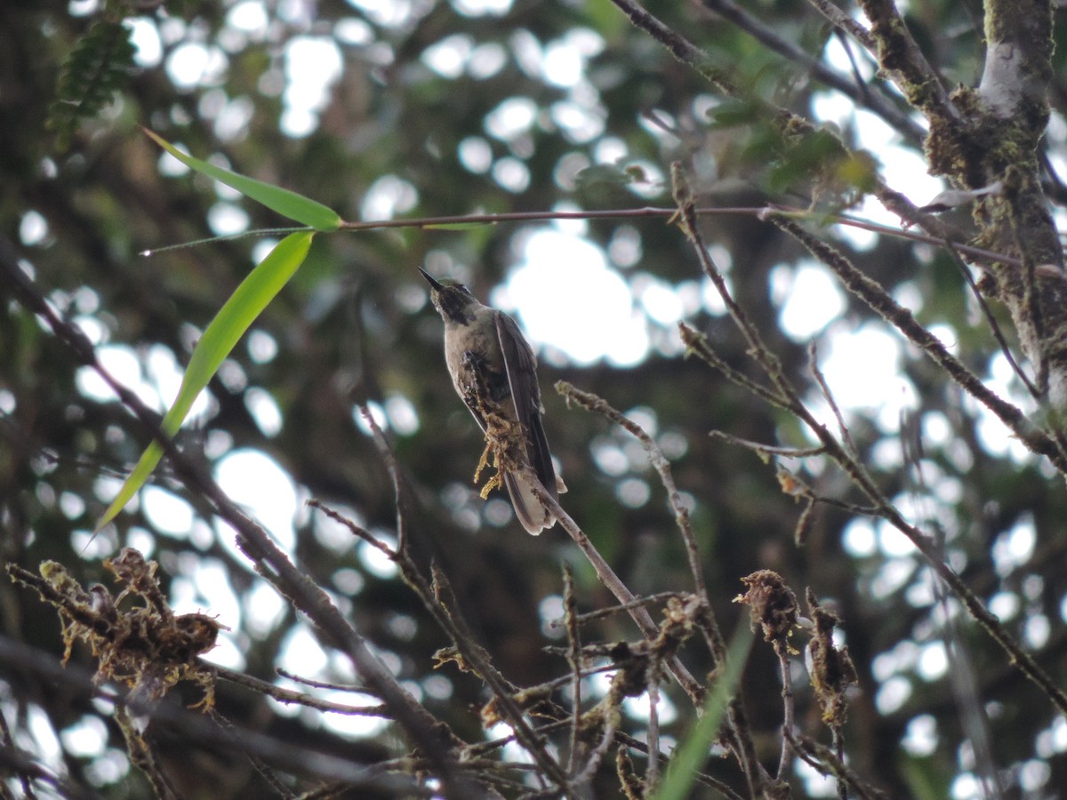 Bronze-tailed Thornbill - ML623347042