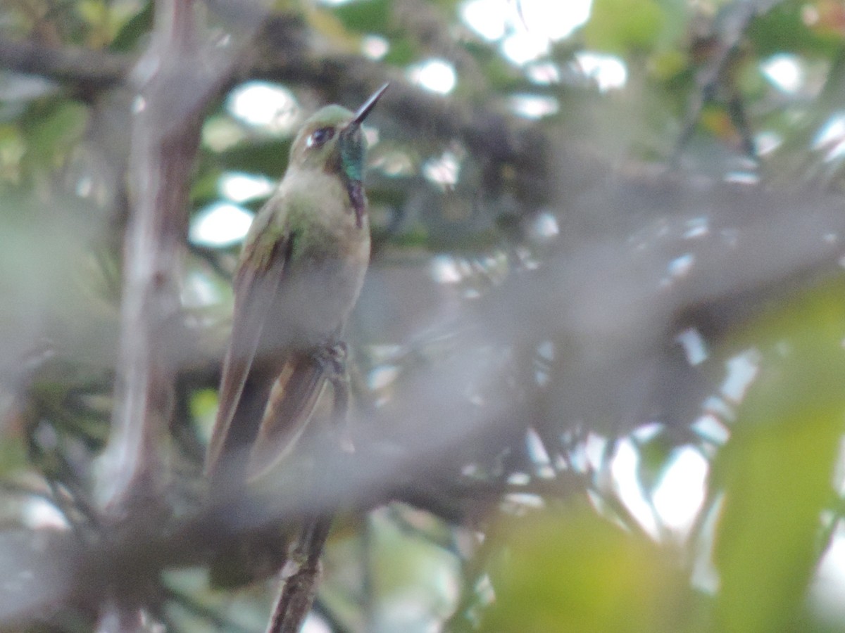 Bronze-tailed Thornbill - ML623347044