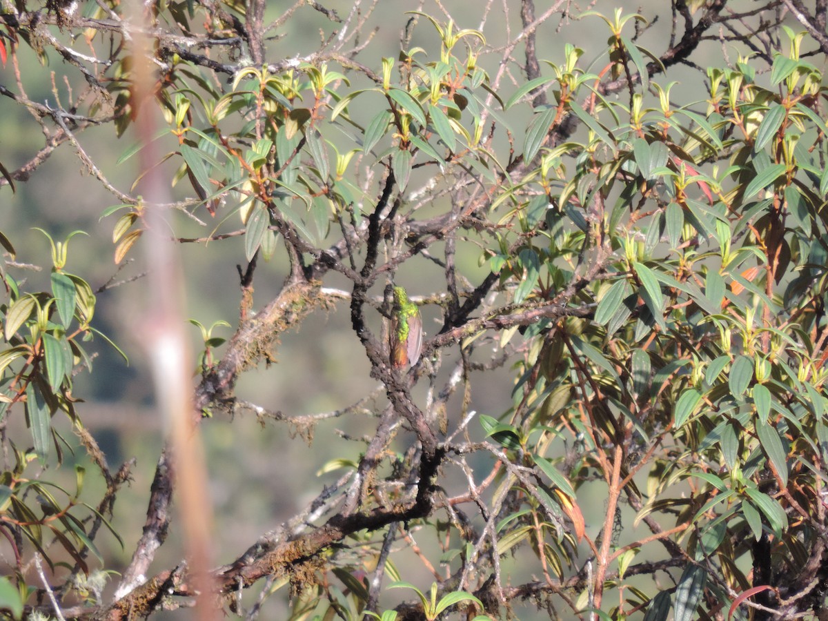 Bronze-tailed Thornbill - ML623347045