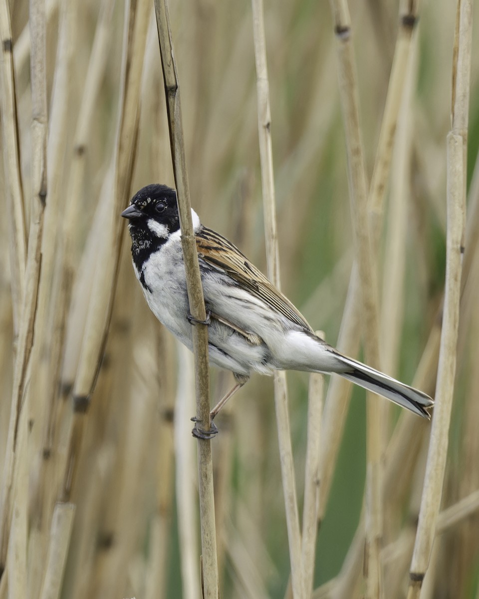 Reed Bunting - ML623347048