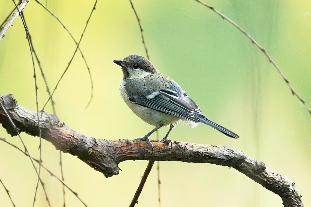 Japanese Tit - ML623347066