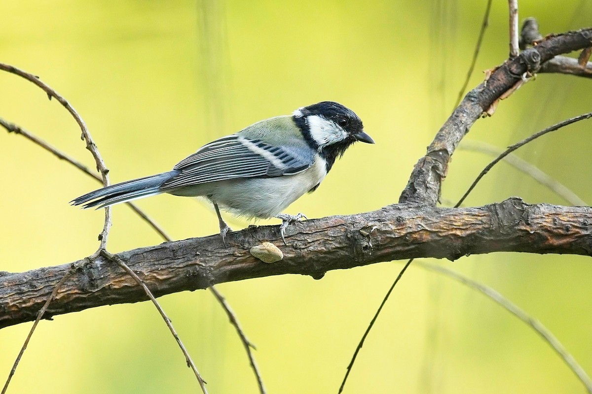 Japanese Tit - ML623347067