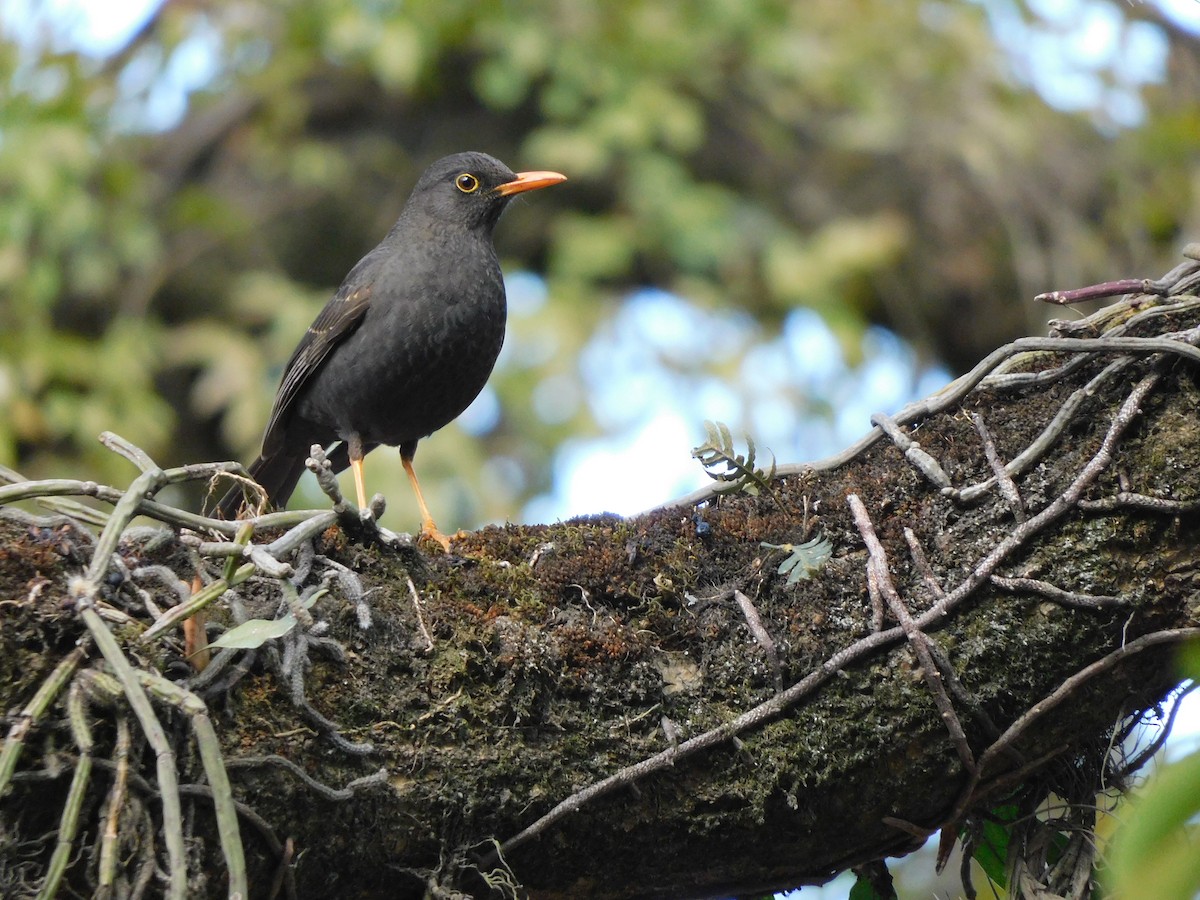 Chiguanco Thrush - ML623347082