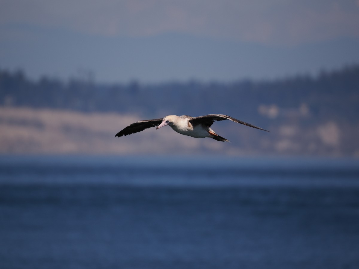 Red-footed Booby - Roger Hoffman