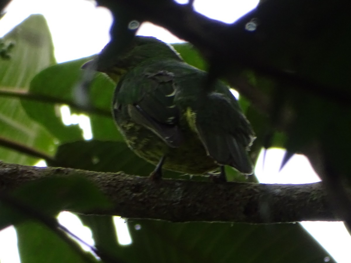 Golden-breasted Fruiteater - ML623347178