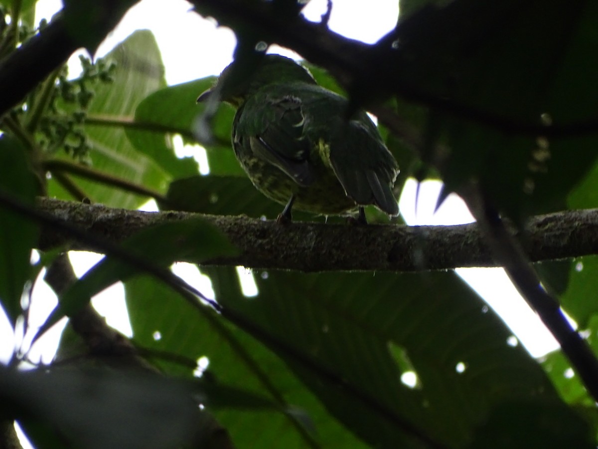 Golden-breasted Fruiteater - ML623347179