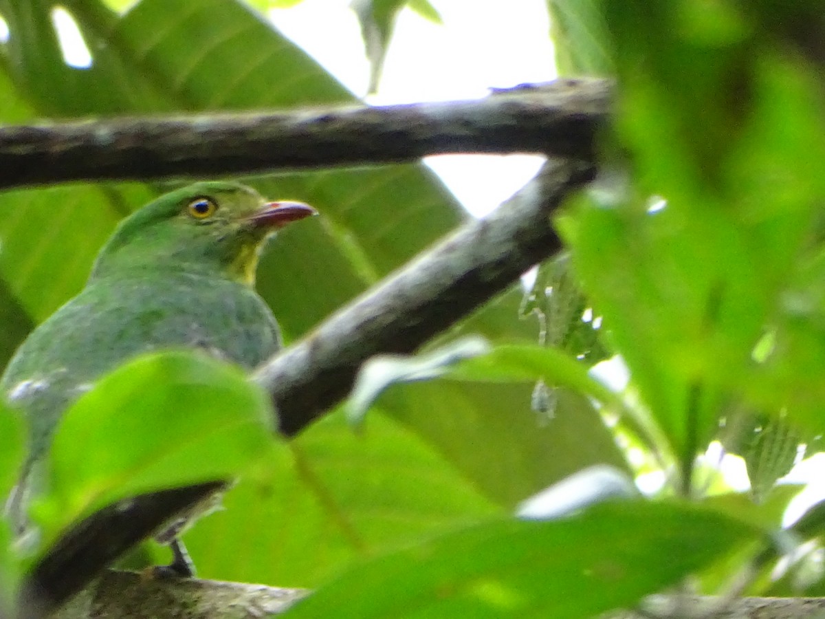 Golden-breasted Fruiteater - ML623347180