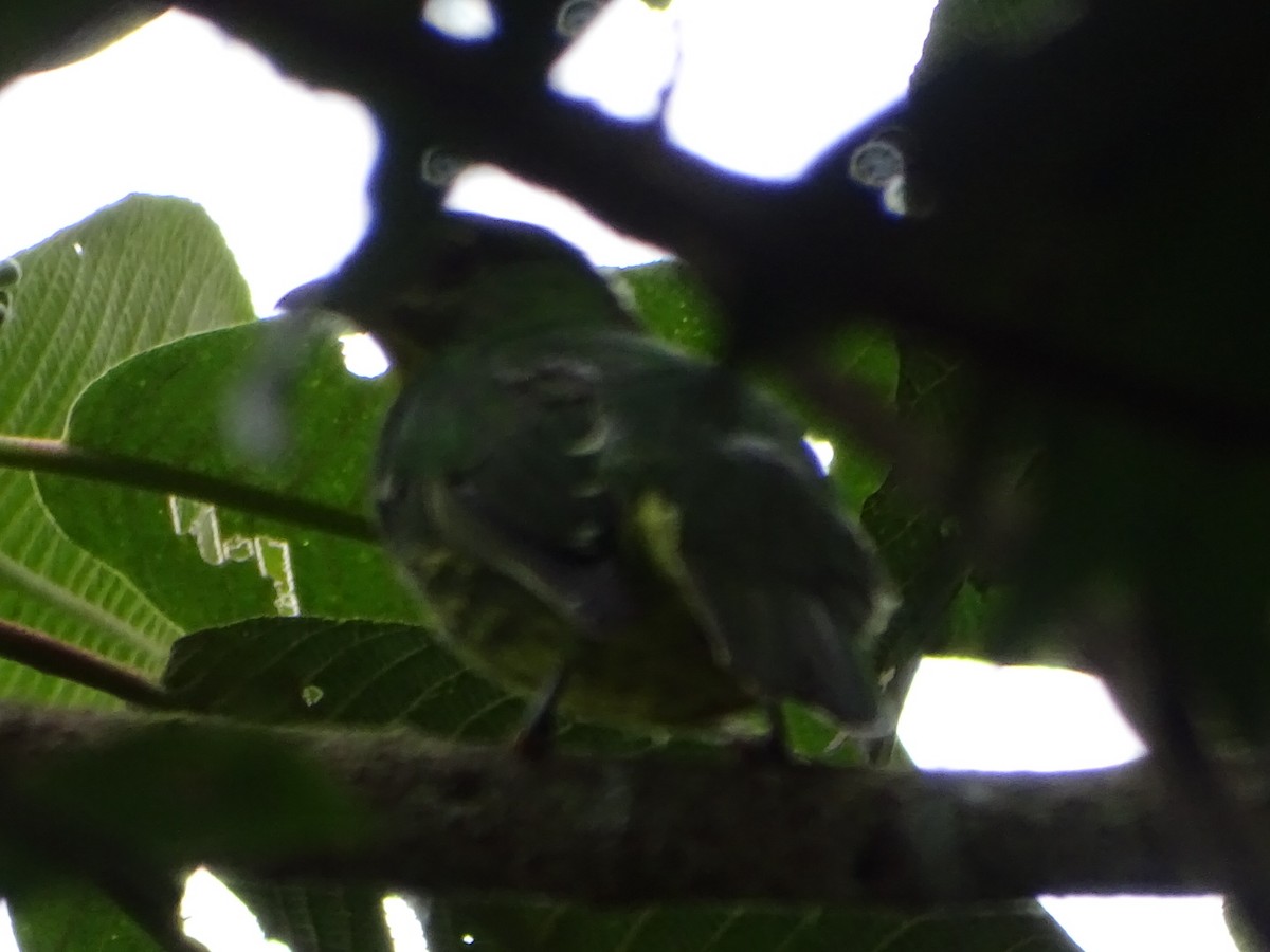 Golden-breasted Fruiteater - ML623347181