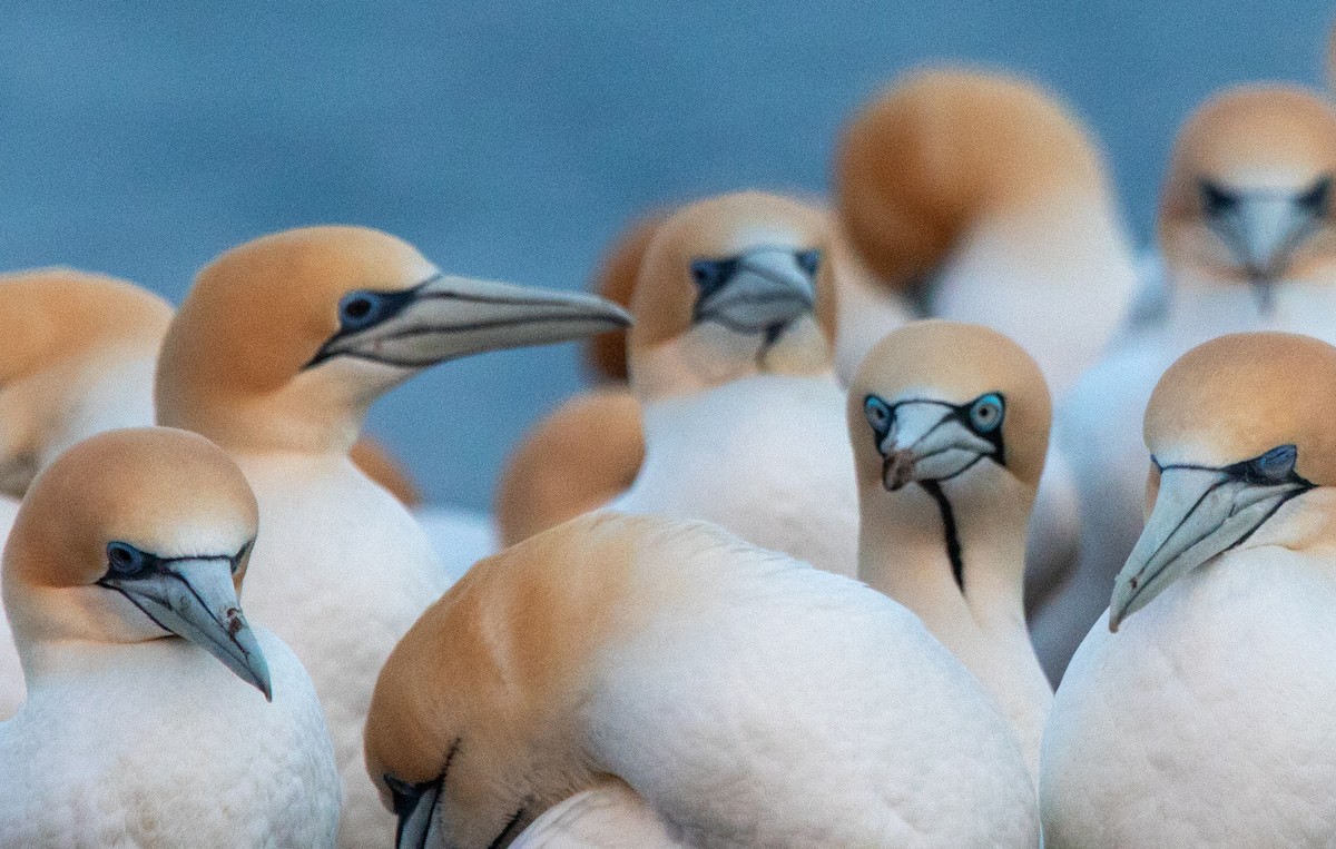 Cape Gannet - ML623347223