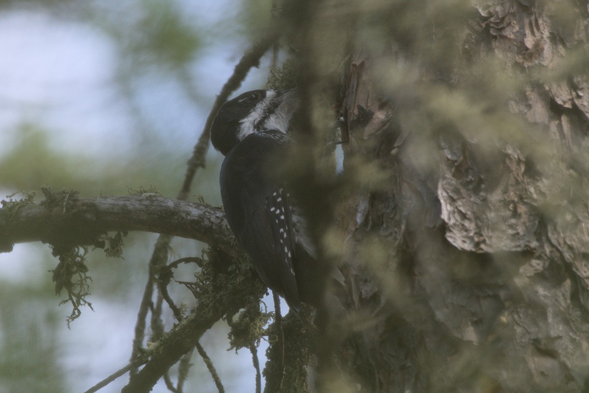 Black-backed Woodpecker - ML623347226