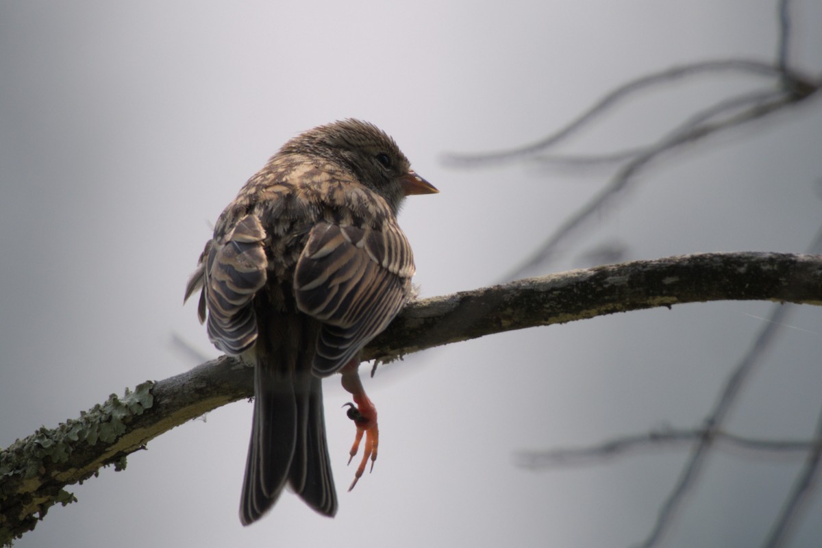 Chipping Sparrow - ML623347230