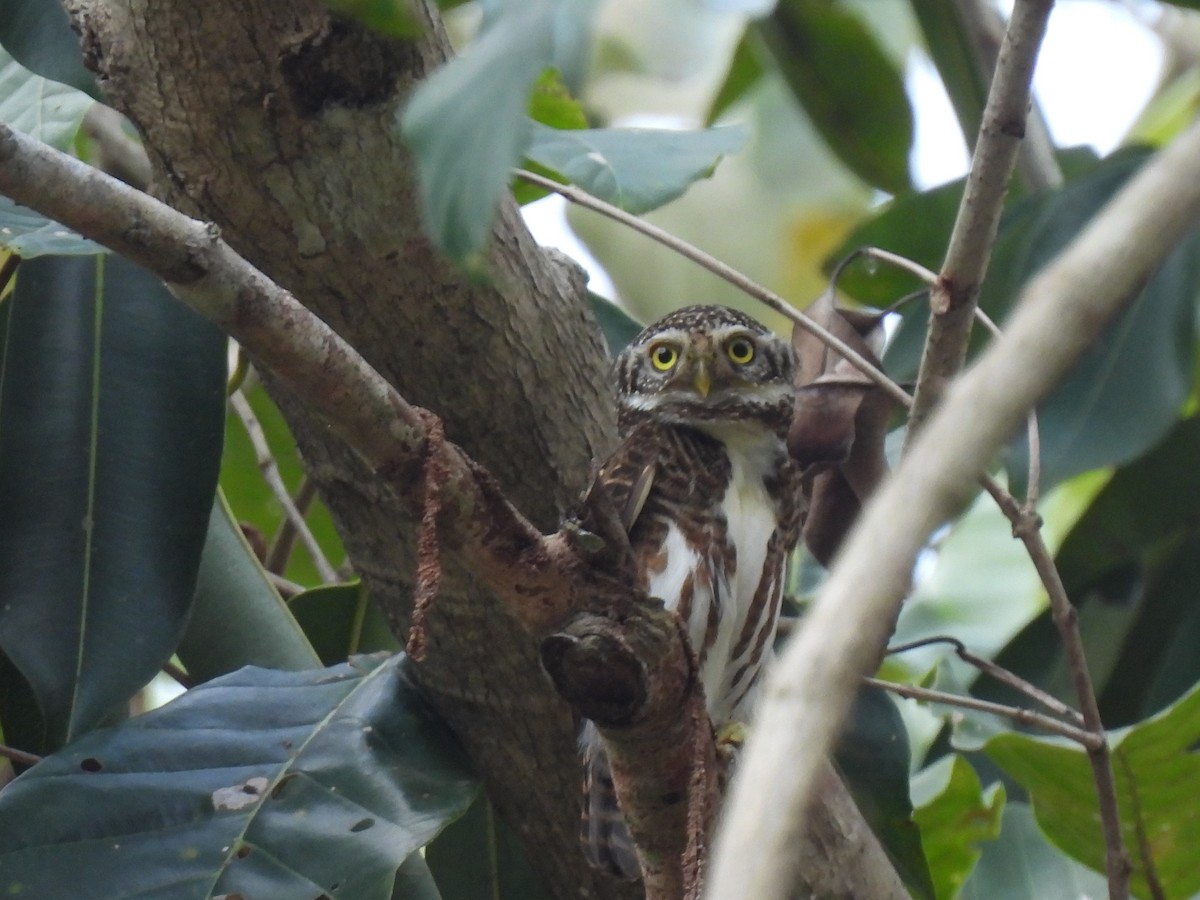 Collared Owlet - ML623347301