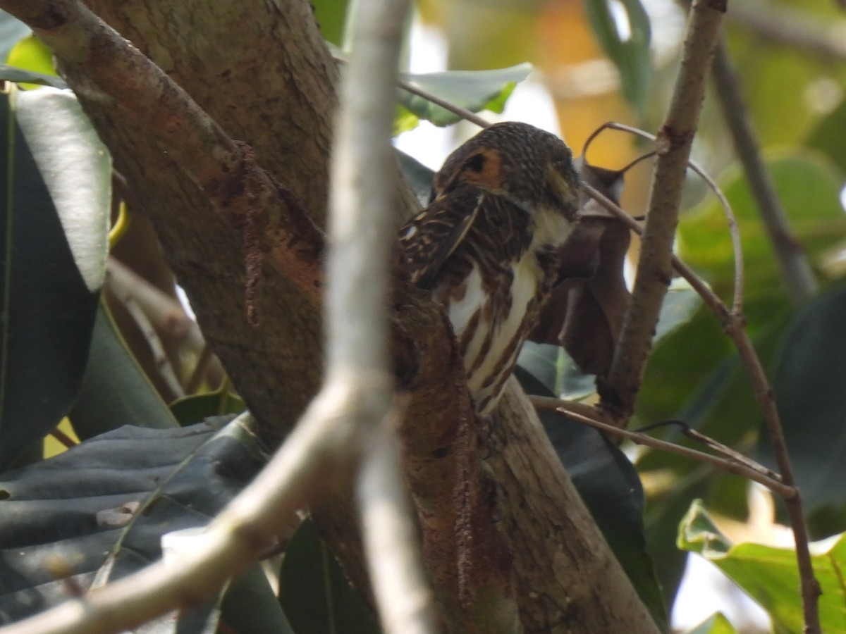 Collared Owlet - Diane Bricmont