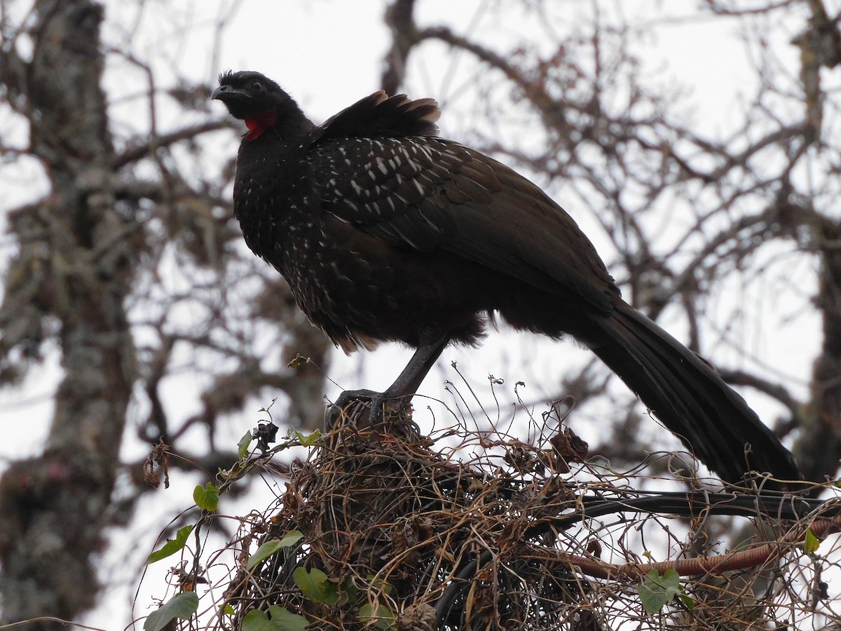 Pénélope des yungas - ML623347403