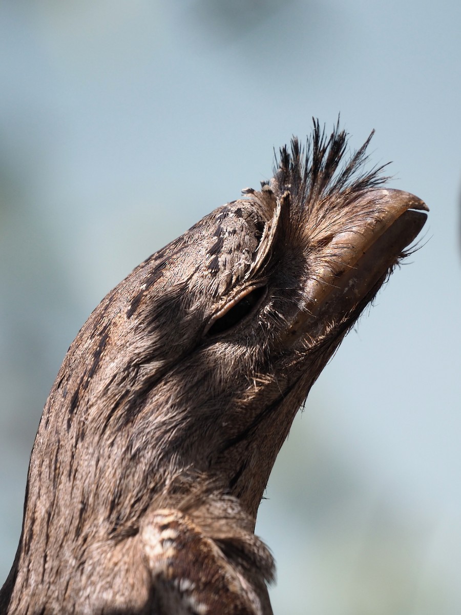 Tawny Frogmouth - ML623347469