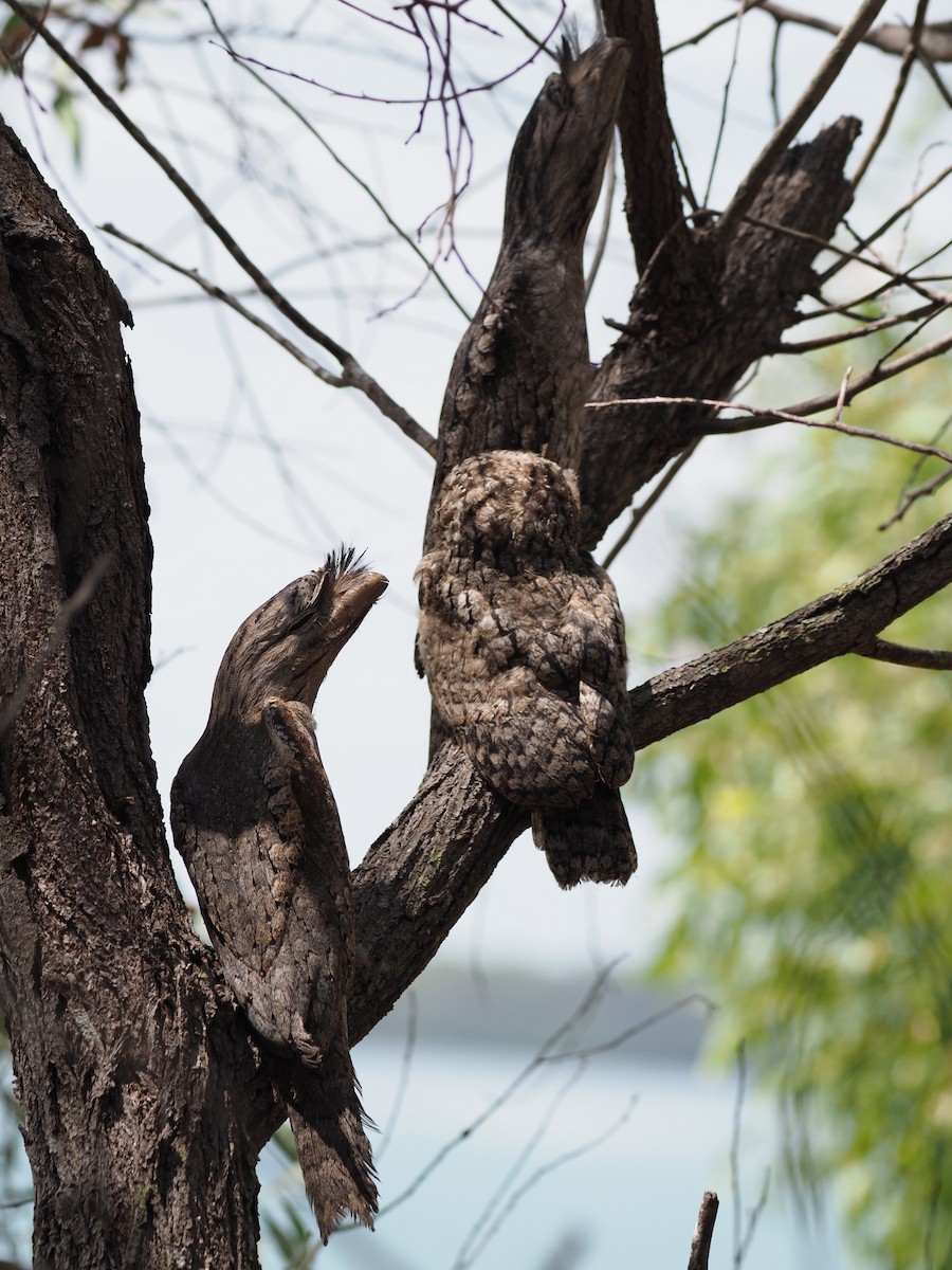 Tawny Frogmouth - ML623347474