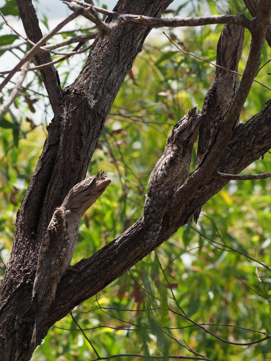 Tawny Frogmouth - ML623347477