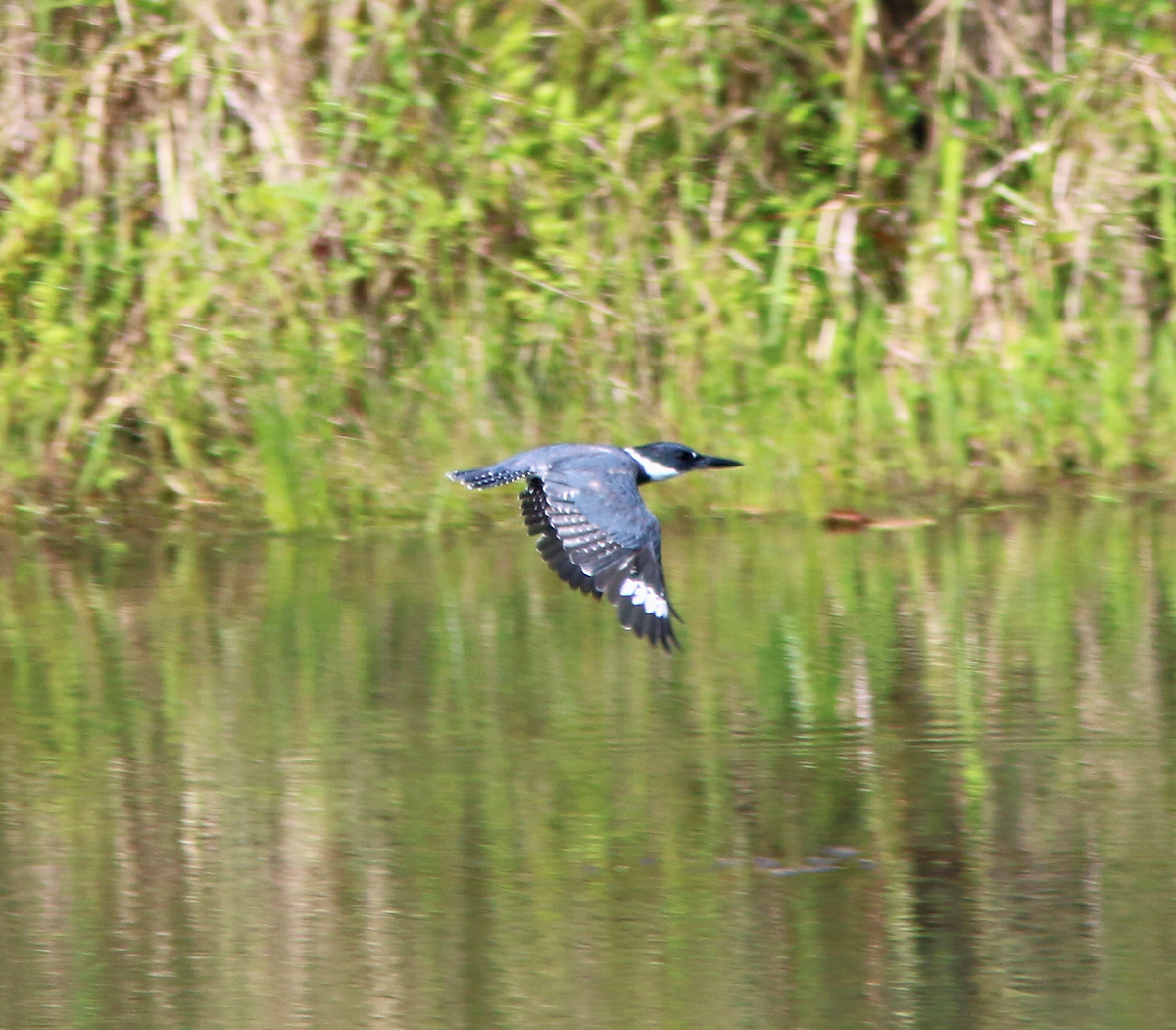 Belted Kingfisher - ML623347482