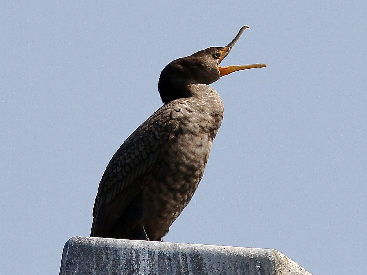 Double-crested Cormorant - ML623347552