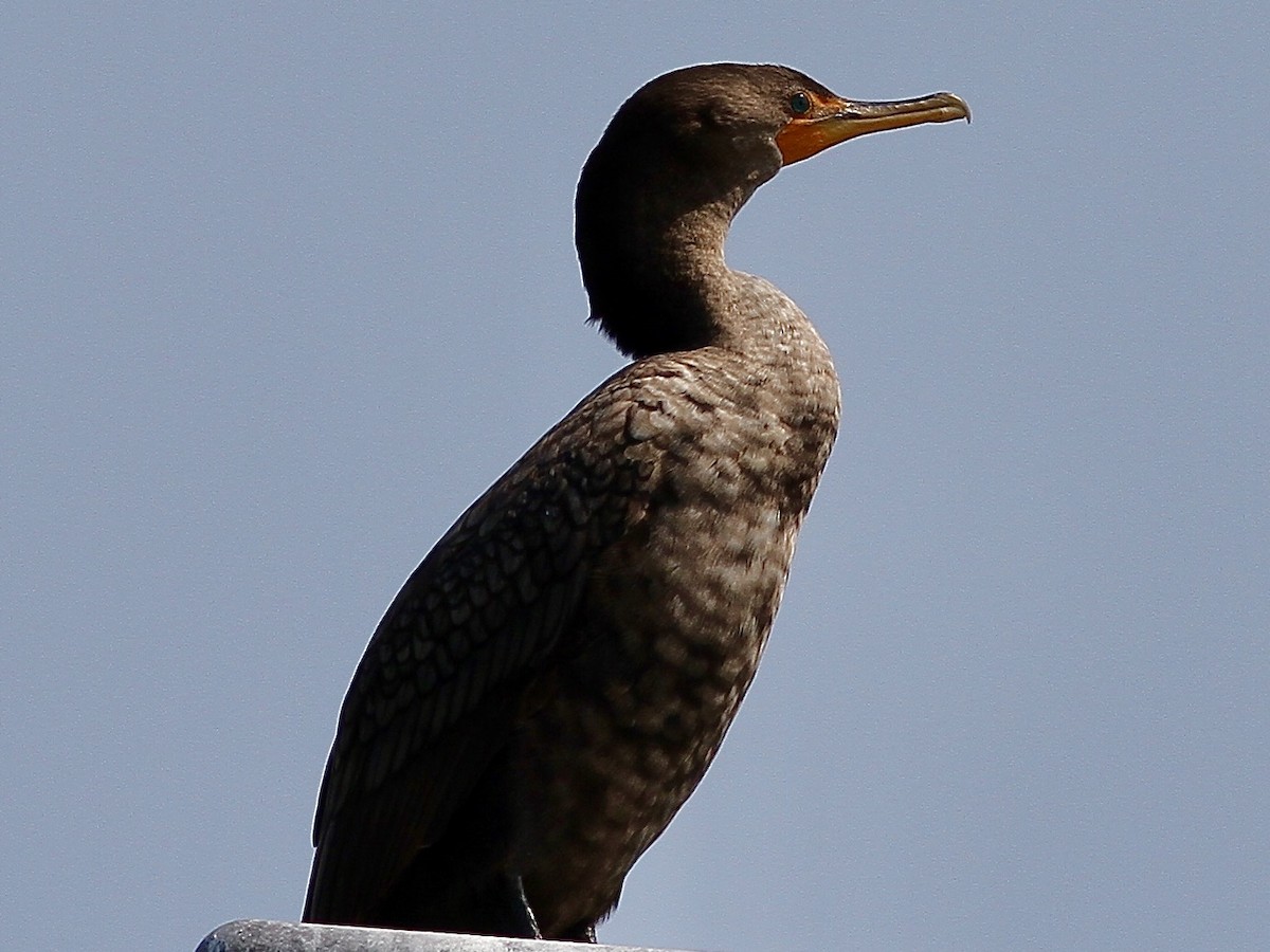 Double-crested Cormorant - ML623347553