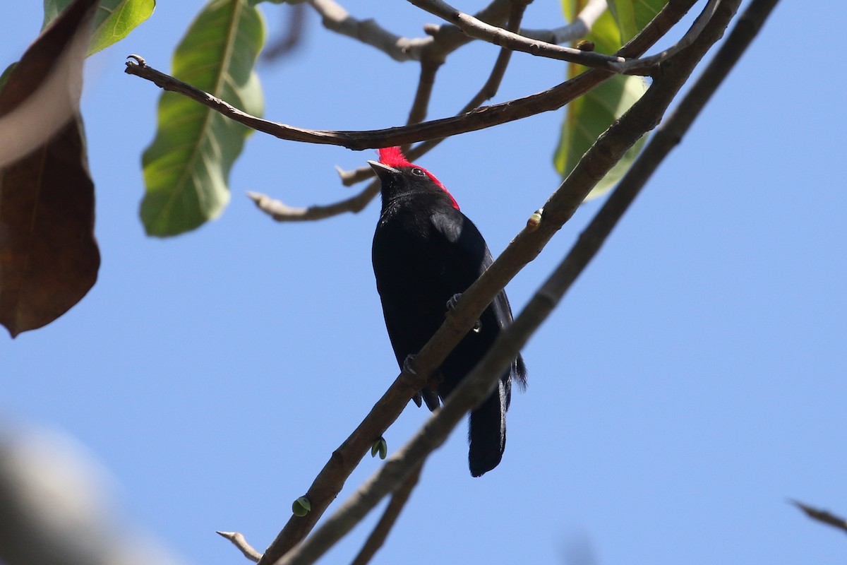 Helmeted Manakin - ML623347639