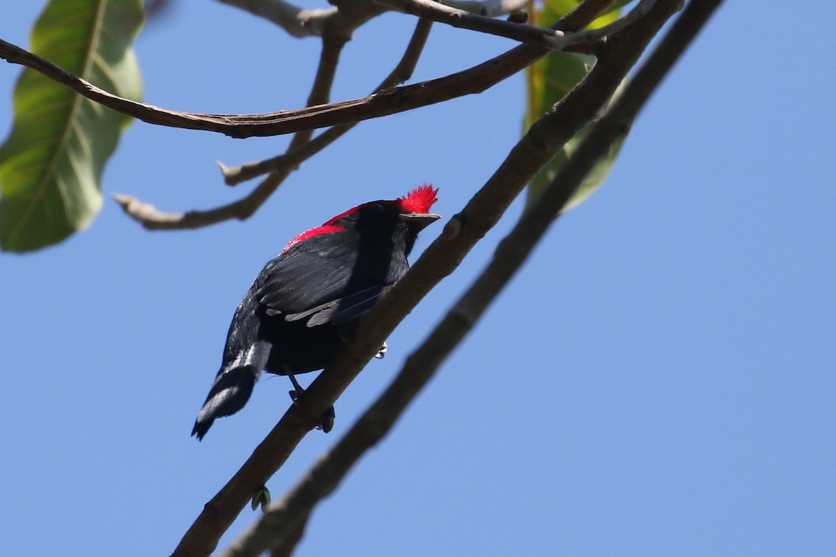 Helmeted Manakin - ML623347640