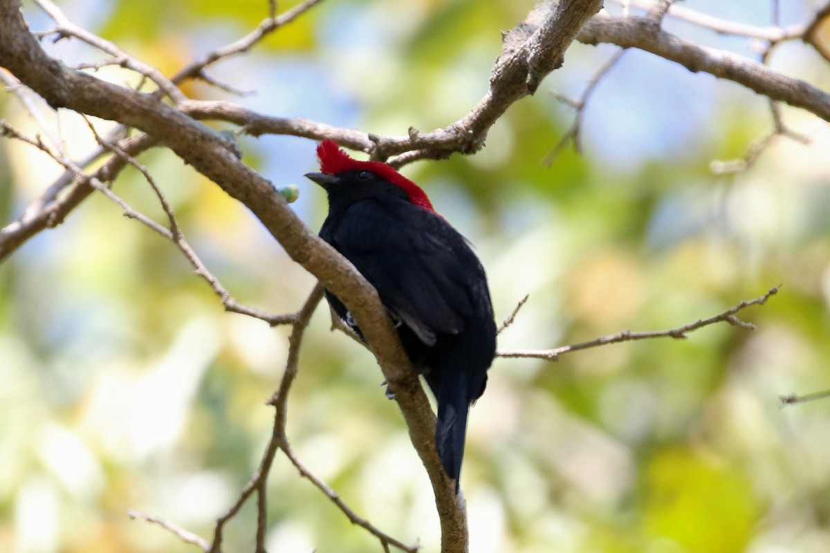 Helmeted Manakin - ML623347641