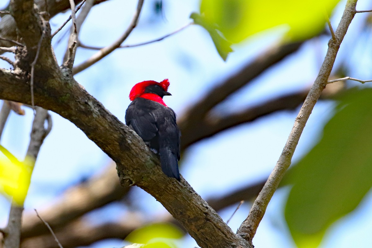 Helmeted Manakin - ML623347642