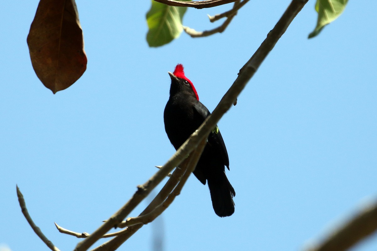 Helmeted Manakin - ML623347643