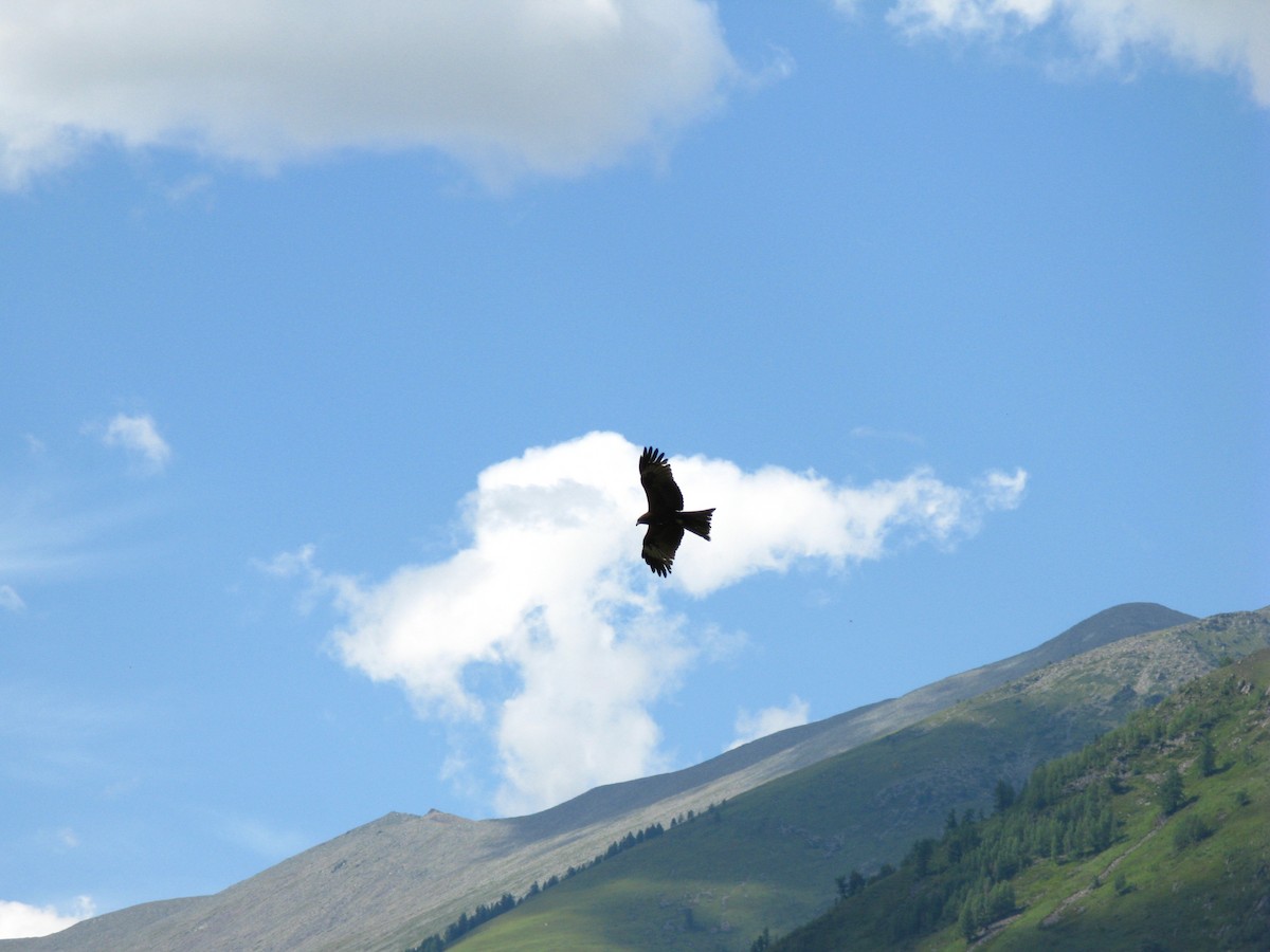 Black Kite - yuan tsung