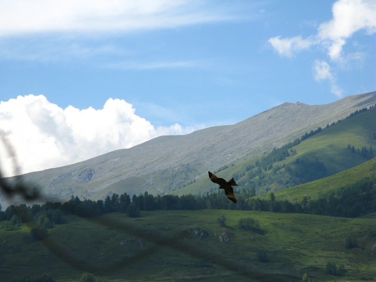 Black Kite - ML623347674