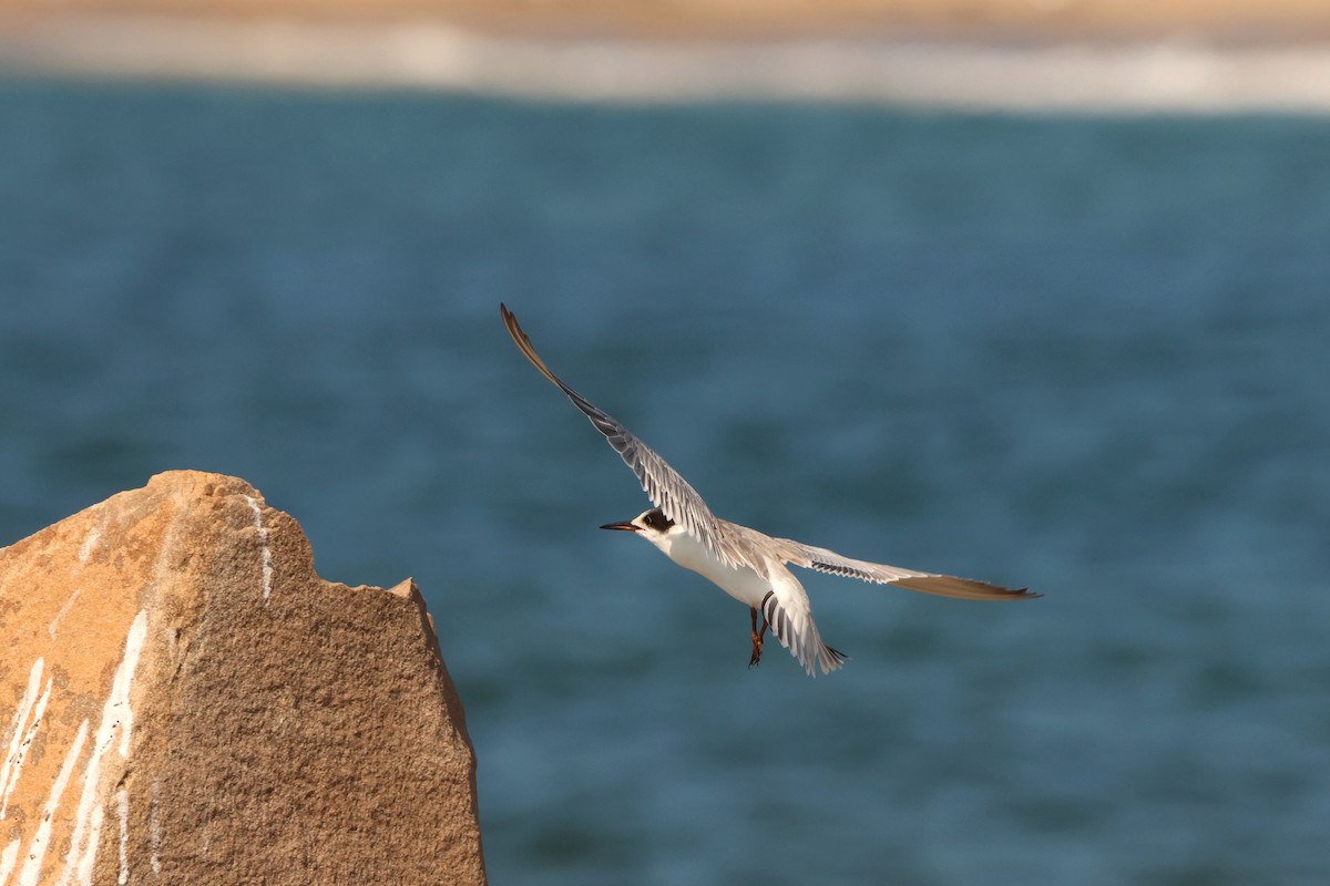 Forster's Tern - Ada Alden