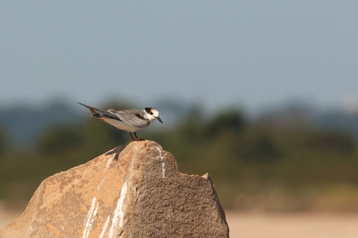 Forster's Tern - Ada Alden