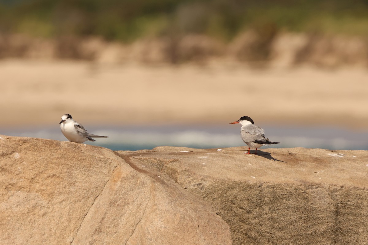 Common Tern - ML623347773