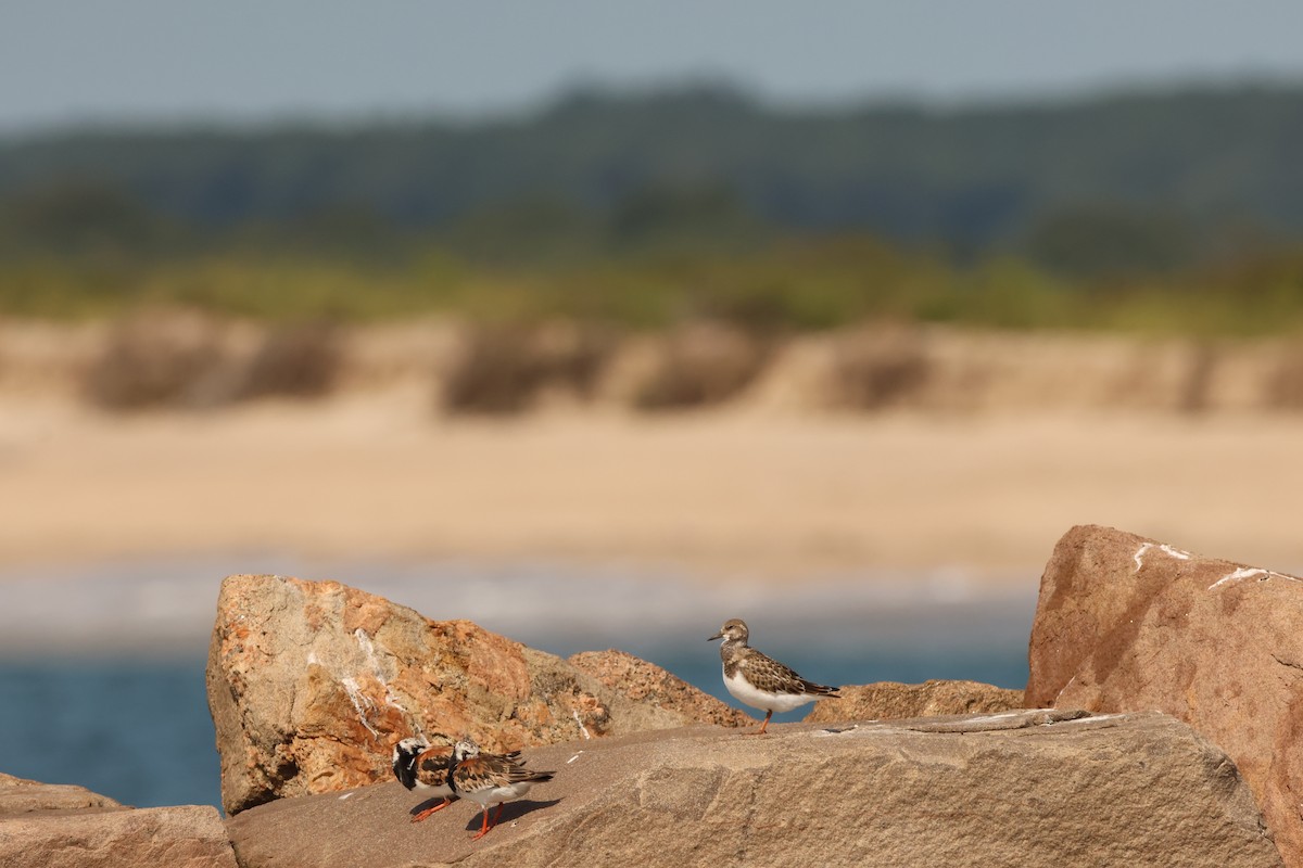 Ruddy Turnstone - ML623347778