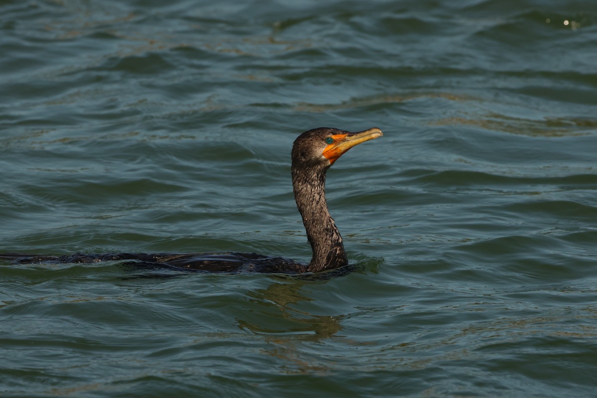 Double-crested Cormorant - ML623347792