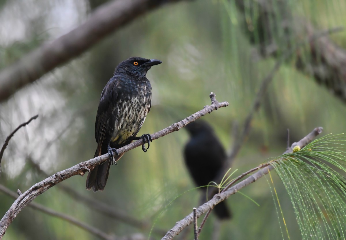 Micronesian Starling - ML623347810