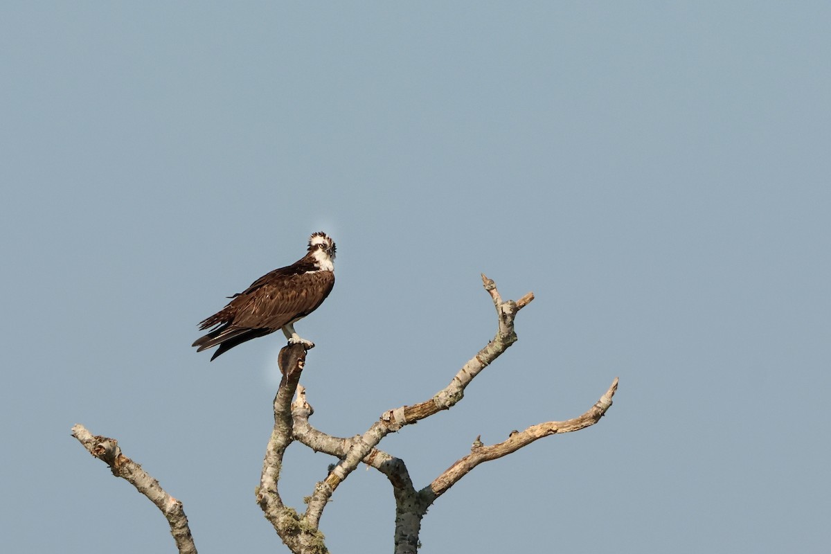 Osprey - ML623347811