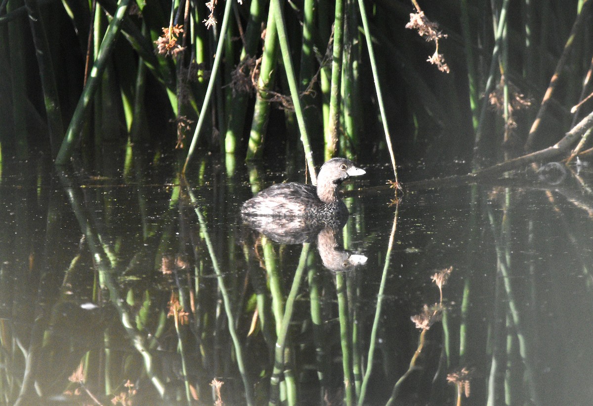 Pied-billed Grebe - ML623347874