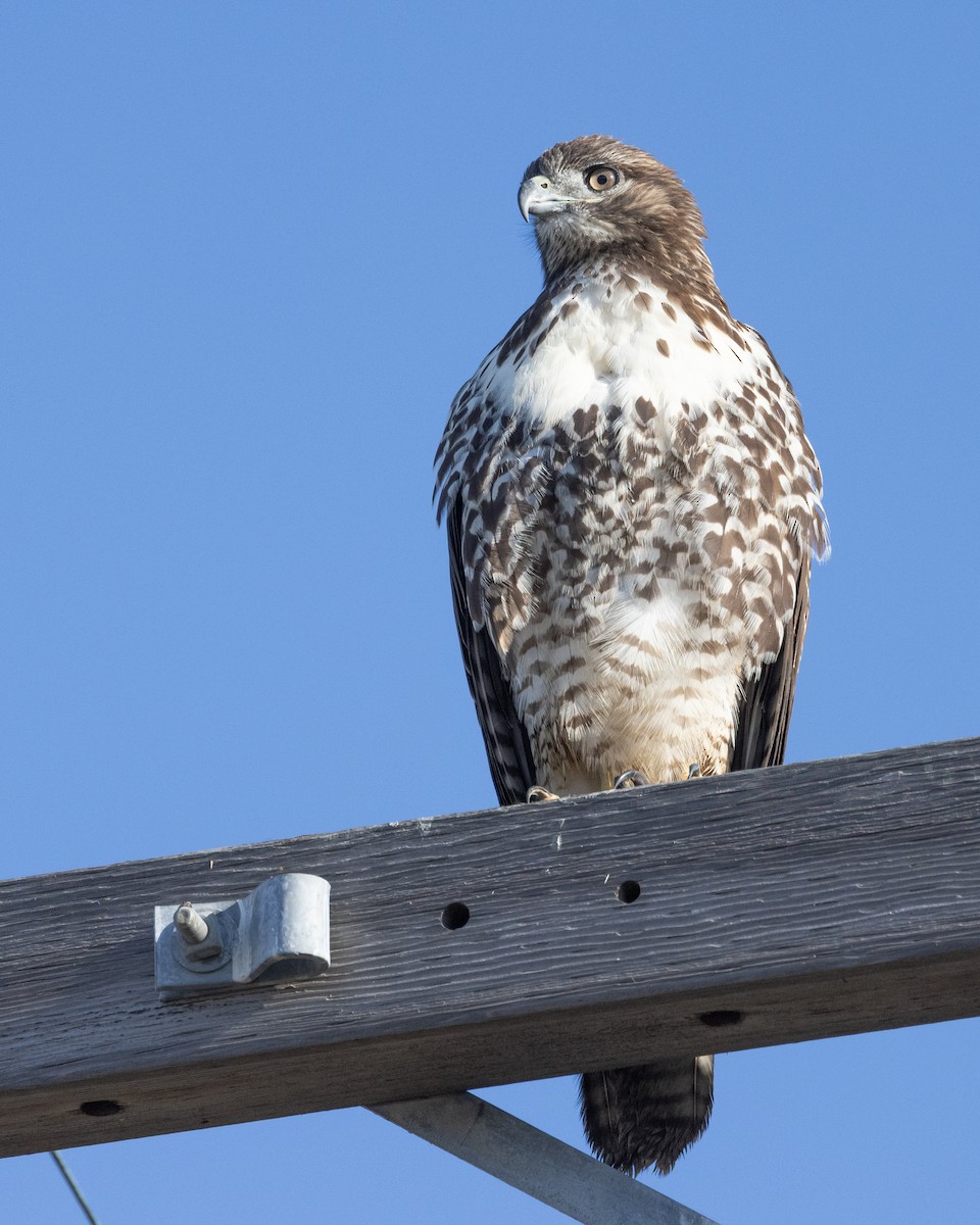 Red-tailed Hawk - ML623347906