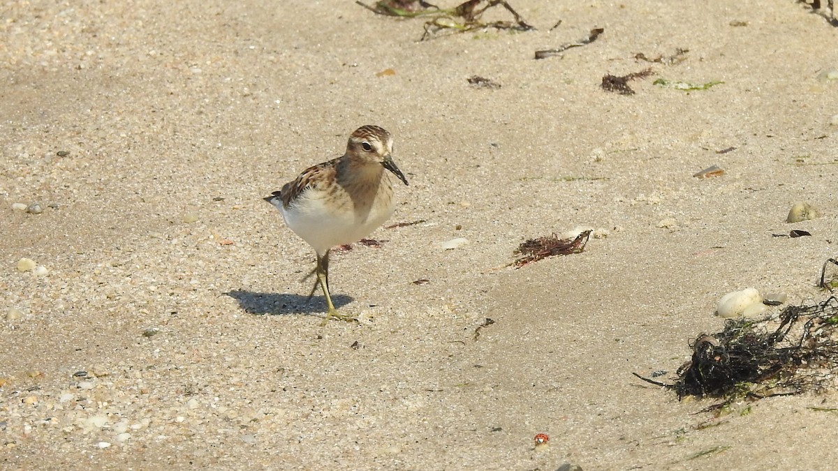 Least Sandpiper - ML623347910