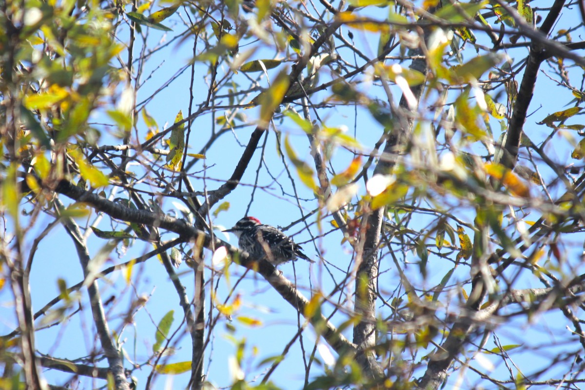 Nuttall's Woodpecker - ML623347929