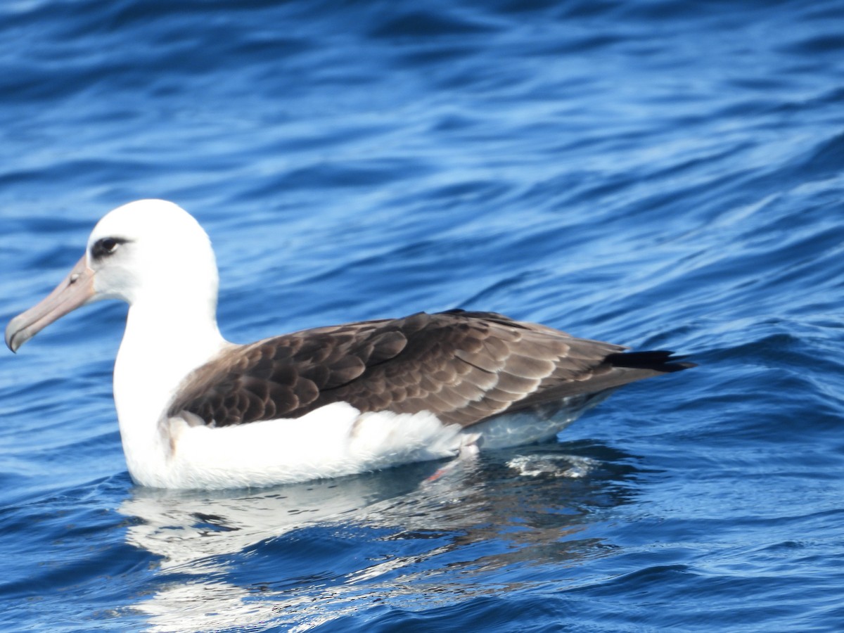 Laysan Albatross - ML623347968