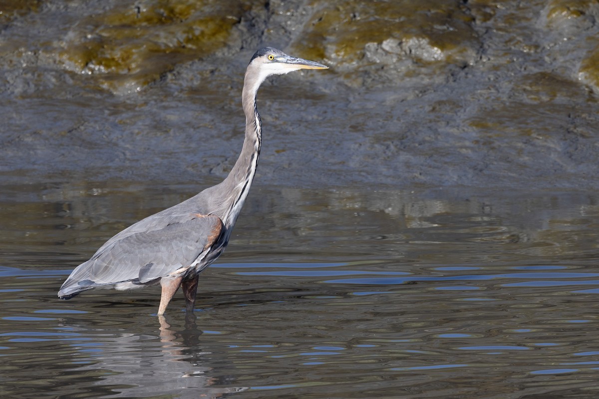 Great Blue Heron - ML623347986