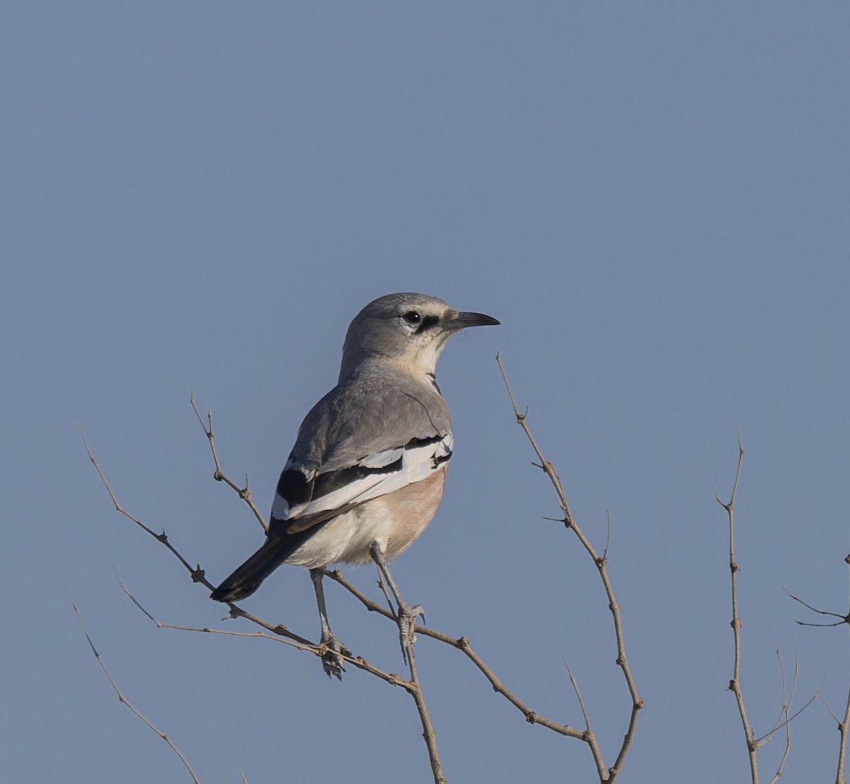 Turkestan Ground-Jay - ML623347993