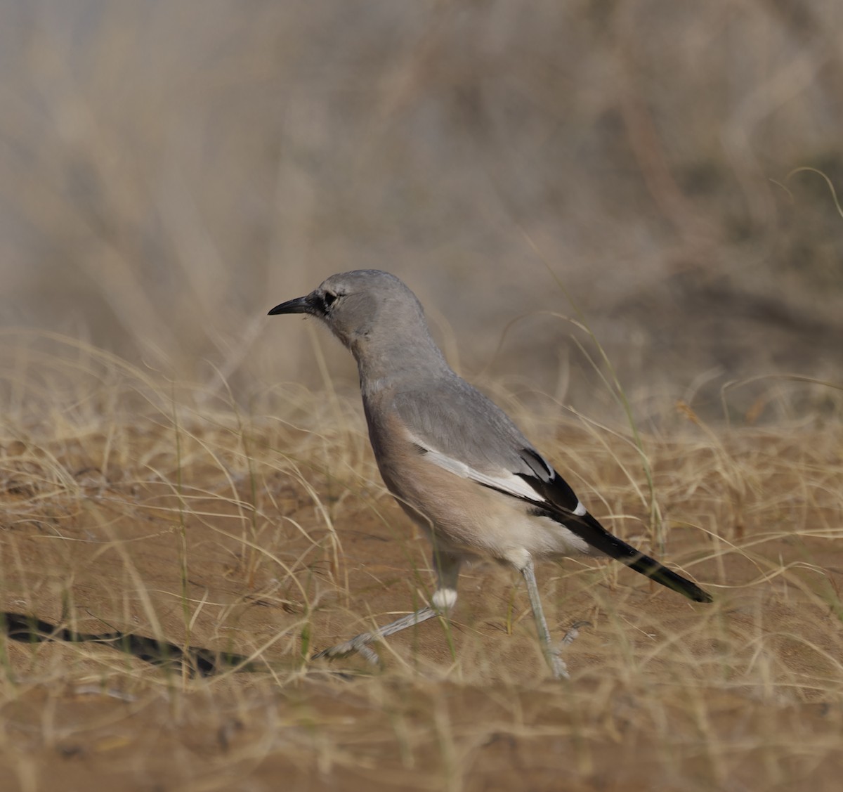 Turkestan Ground-Jay - ML623347996