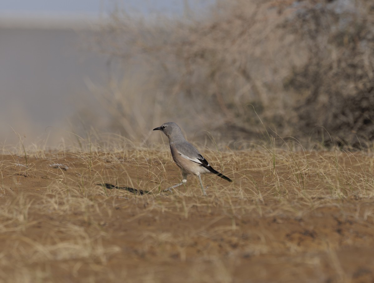 Turkestan Ground-Jay - ML623347998