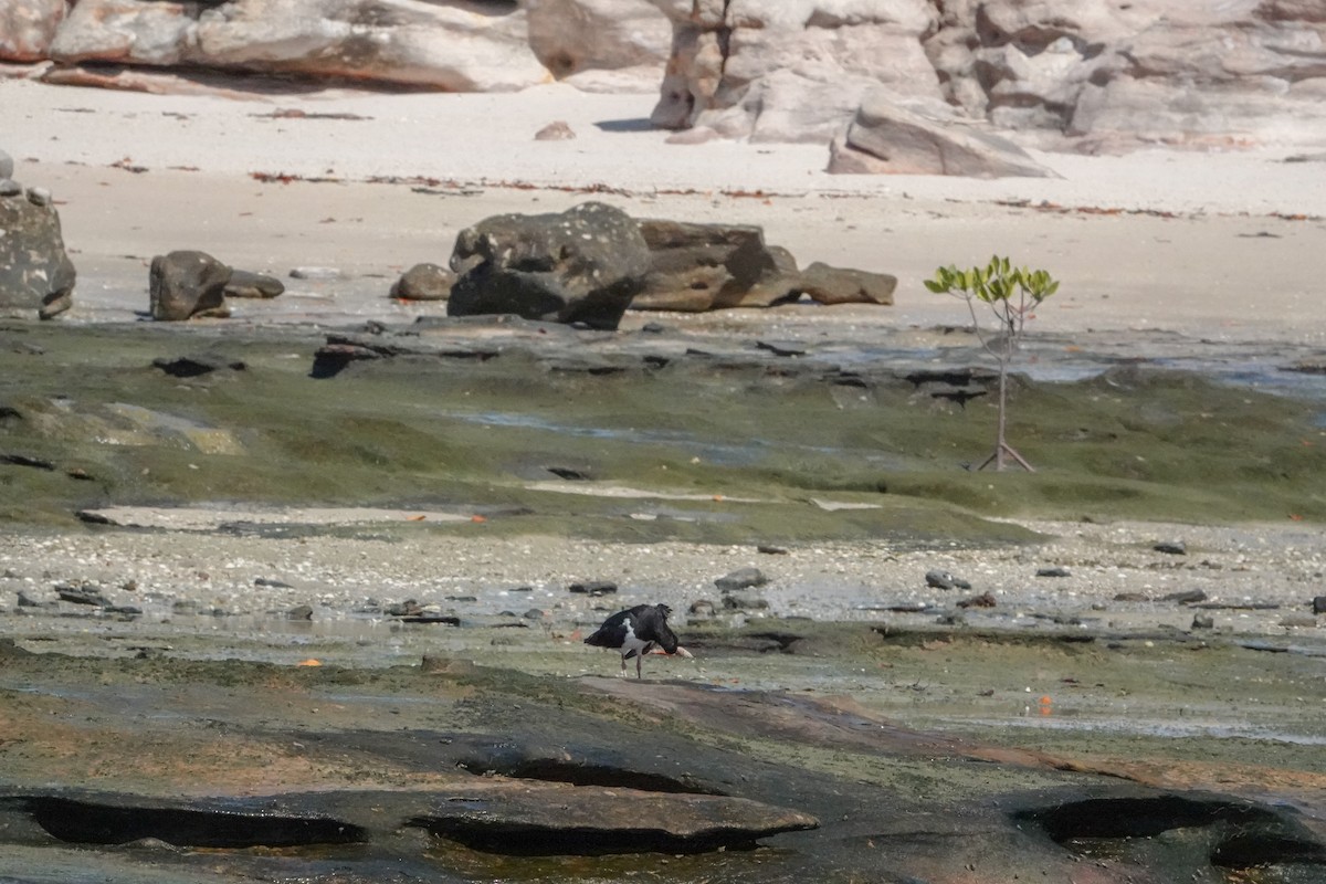 Pied Oystercatcher - ML623348153